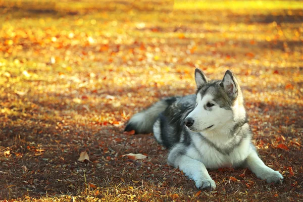 Malamute do Alasca no parque — Fotografia de Stock