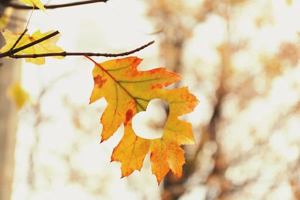 Foglia autunnale con cuore — Foto Stock