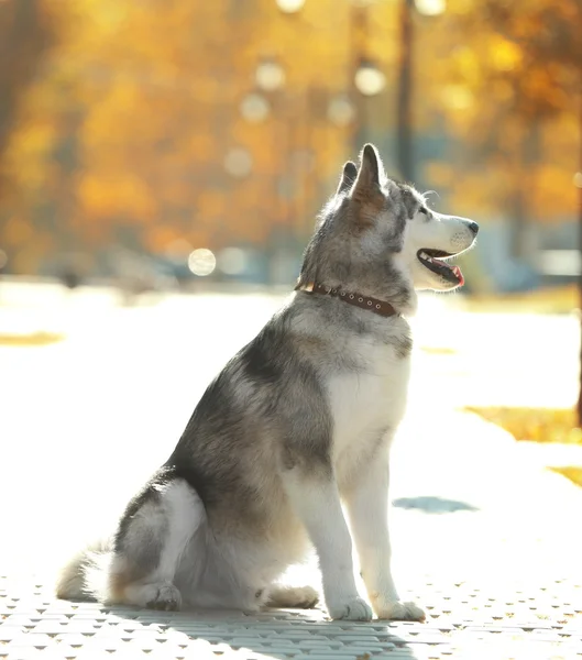 阿拉斯加雪橇犬在公园 — 图库照片