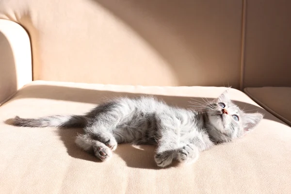 Little grey kitten lying on sofa — Stock Photo, Image