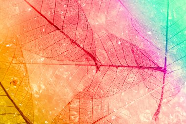 iskelet yaprakları arka plan