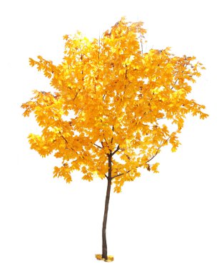 güzel sonbahar ağaç 