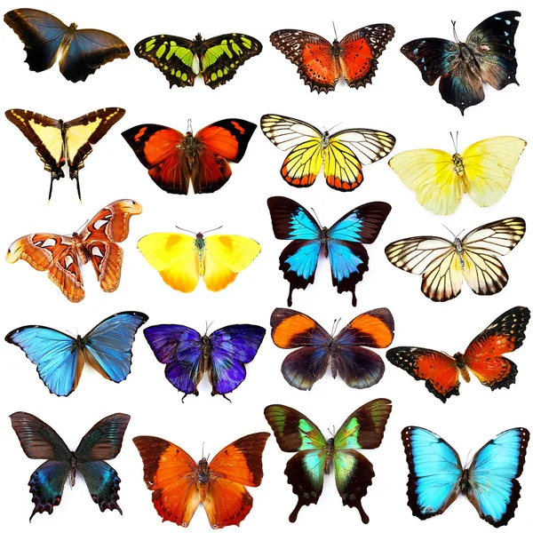 Colección de mariposas coloridas — Foto de Stock