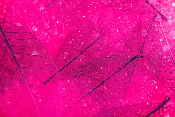 スケルトンの葉の背景 — ストック写真
