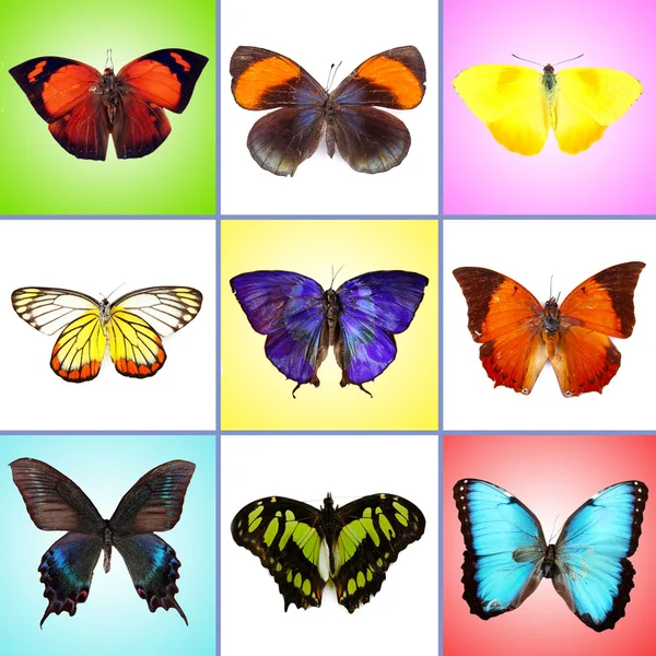 Colección de mariposas coloridas — Foto de Stock