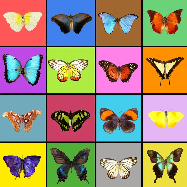 カラフルな蝶のコレクション — ストック写真