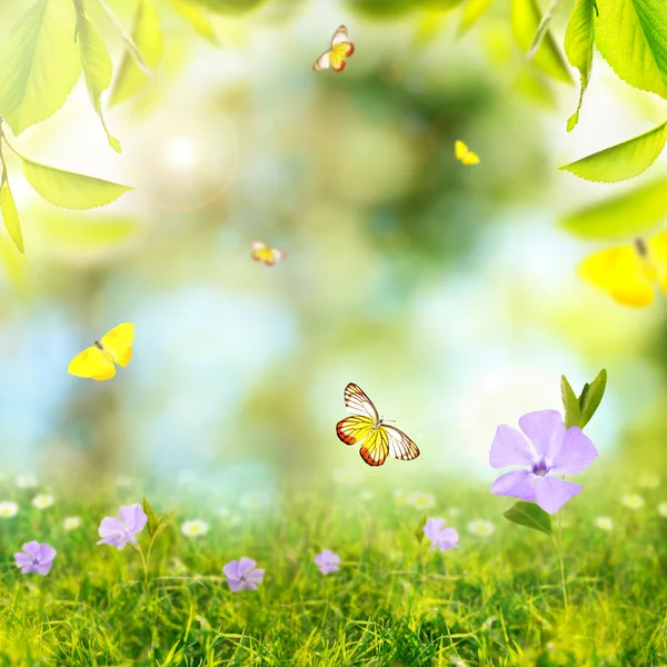 Background with butterflies, green grass and leaves — Stock Photo, Image