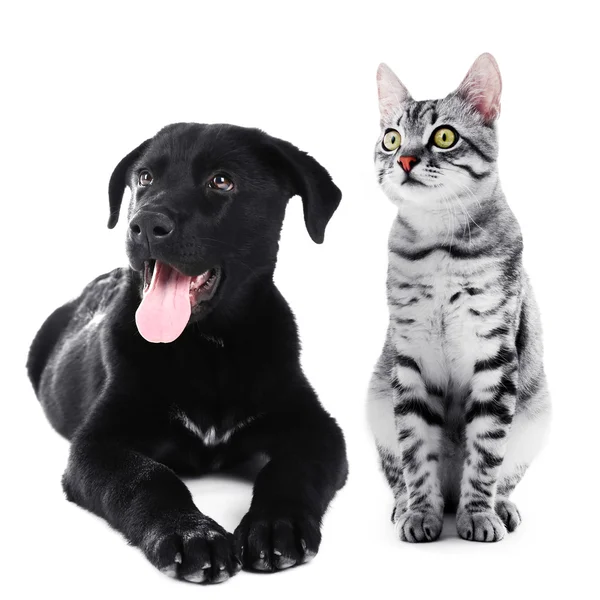 Cute pets isolated on white — Stock Photo, Image