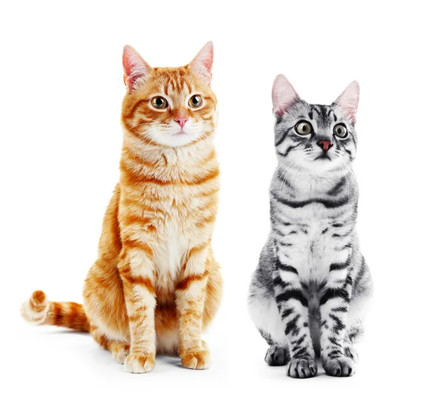 Cute cats isolated on white — Stock Photo, Image