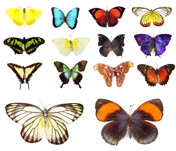 Барвисті метелики колекції — стокове фото