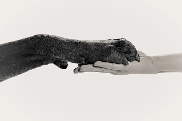 Dog paw and human hand — Stock Photo, Image