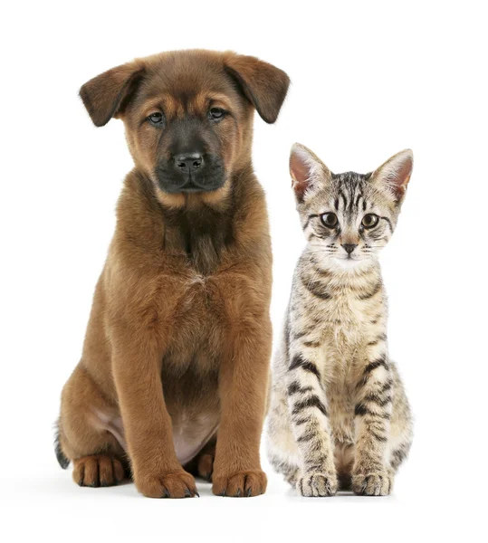 Cute pets isolated — Stock Photo, Image