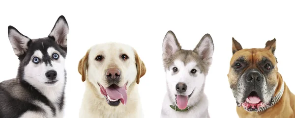 Sevimli köpekler üzerinde beyaz — Stok fotoğraf