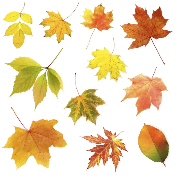 Different autumn leaves — Stock Photo, Image