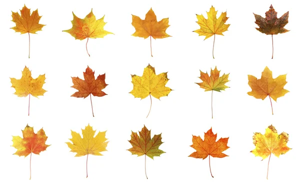 Different autumn leaves — Stock Photo, Image