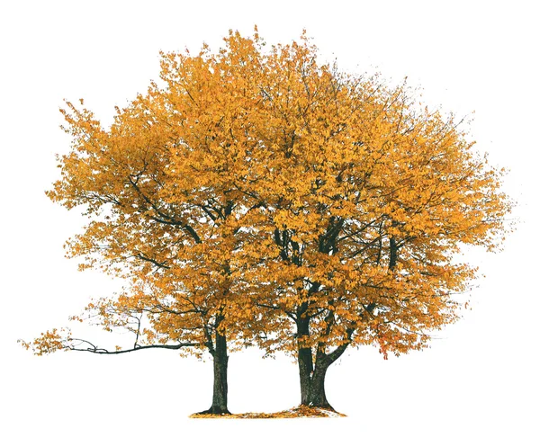 Φθινοπωρινό δέντρα απομονωθεί — Φωτογραφία Αρχείου