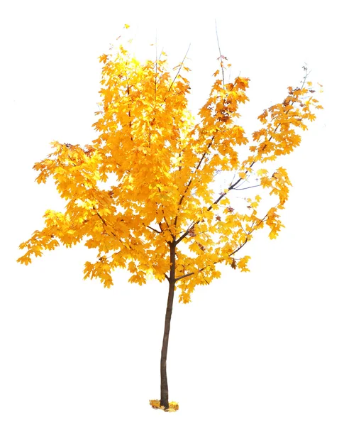 Όμορφο δέντρο φθινοπωρινό — Φωτογραφία Αρχείου