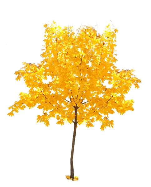 Beautiful autumnal tree — Stock Photo, Image