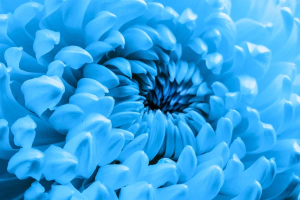 Mooie blauwe chrysant — Stockfoto