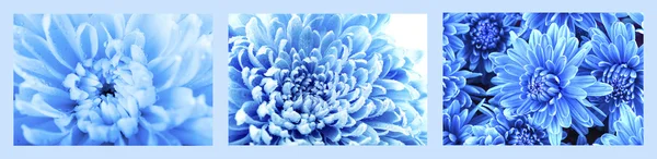 Krásná modrá chryzantéma — Stock fotografie
