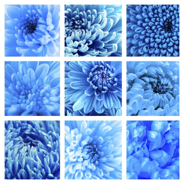 Гарний блакитний хризантеми — стокове фото