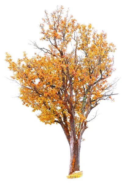 美丽的秋天树 — 图库照片