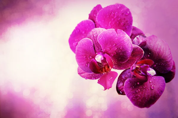 Beautiful pink orchid flower — Stock Photo, Image