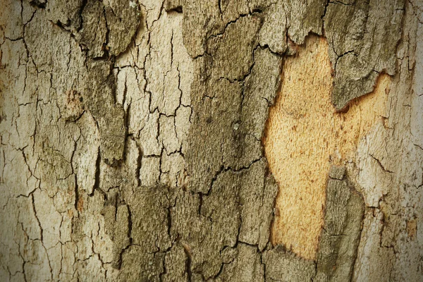 Textura de madera gruesa — Foto de Stock