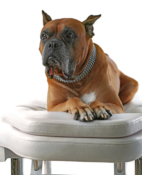 Расслабляющая собака на массажном столе
