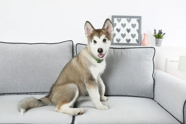 Bonito cachorrinho Malamute — Fotografia de Stock