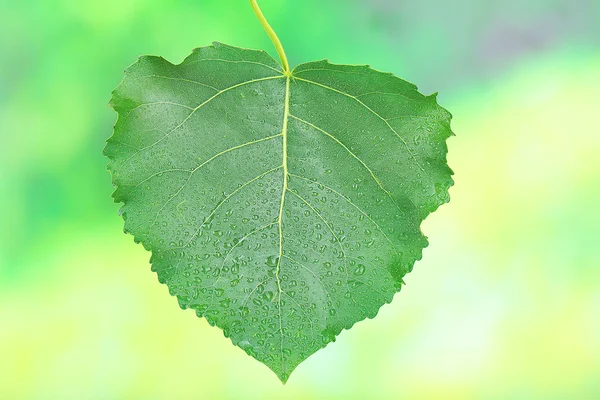 Verse groene blad met druppels — Stockfoto