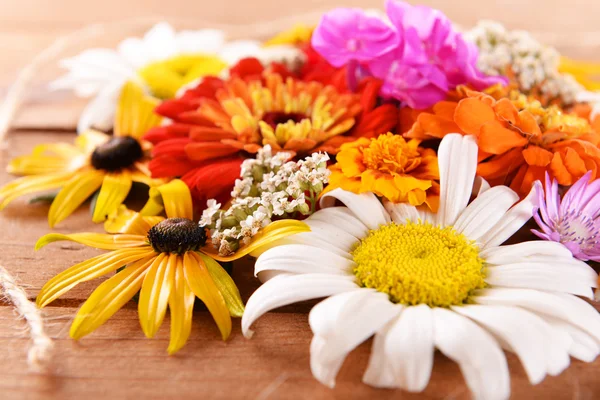 Flores frescas coloridas —  Fotos de Stock