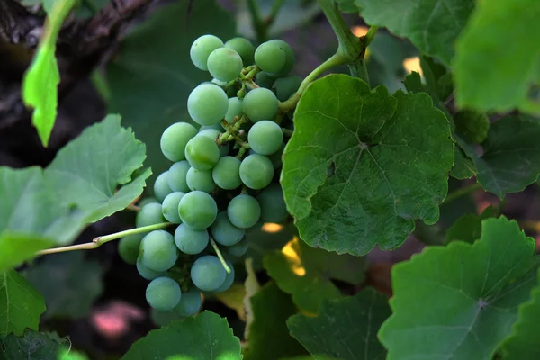 Bund grüner Trauben im Garten — Stockfoto