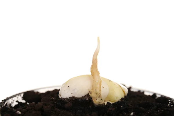 Germinating seed in soil — Stock Photo, Image