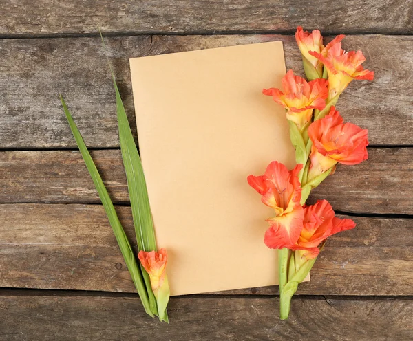 Tomma kort med vackra gladiolus — Stockfoto