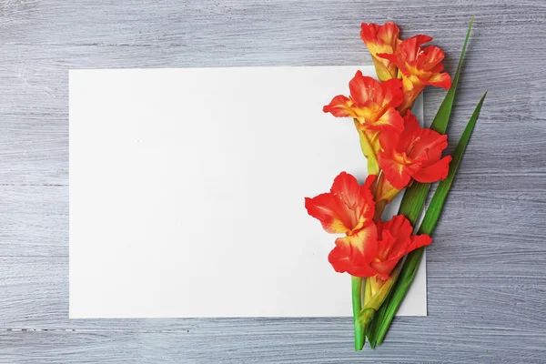 Leere Karte mit schönem Gladiolen — Stockfoto