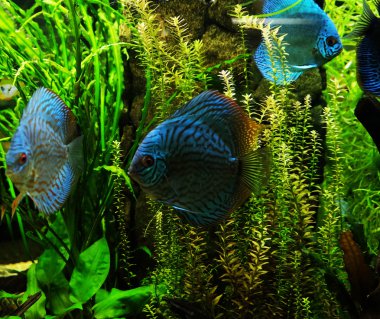  Akvaryumda egzotik balıklar