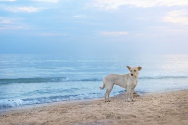 sevimli köpek sahilde