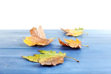 Sonbahar akçaağaç yaprakları