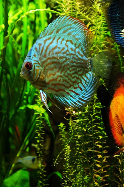 Akvaryumdaki egzotik balıklar — Stok fotoğraf