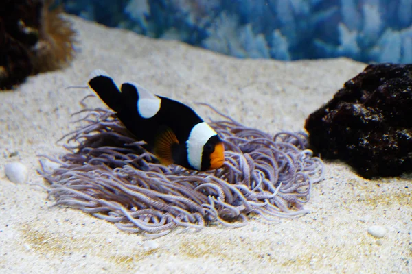 Exotic fish in an aquarium — Stock Photo, Image