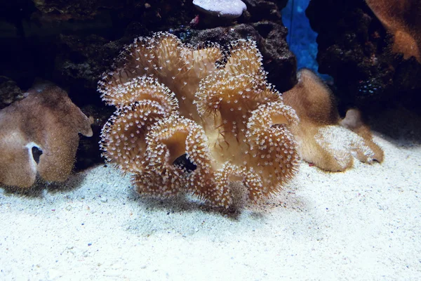 Korallrev under vann – stockfoto