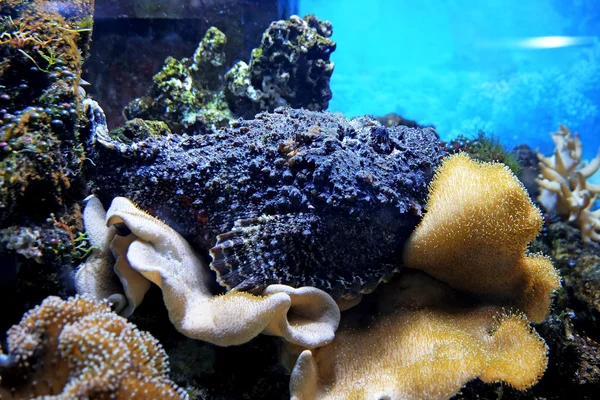 exotic  stone-fish in an aquarium