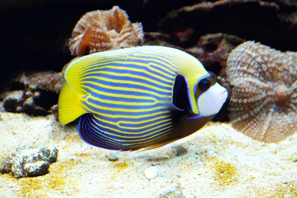 Poissons exotiques dans un aquarium — Photo