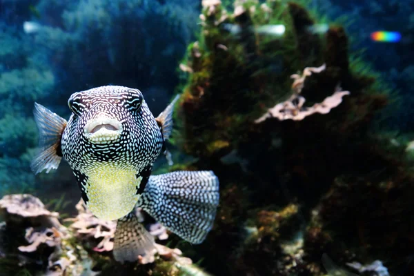 Exotische Fische im Aquarium — Stockfoto