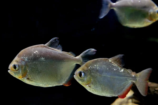 Akvaryumdaki su altı piranha — Stok fotoğraf