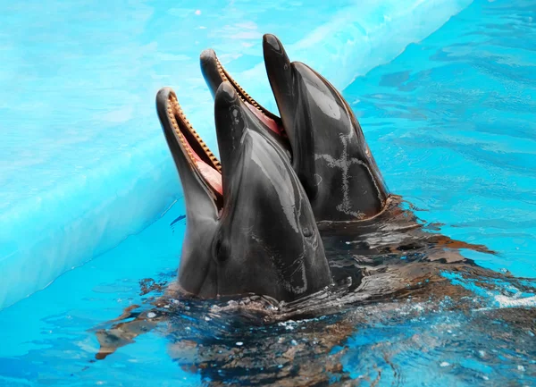 Schattig dolfijnen in het Dolfinarium — Stockfoto