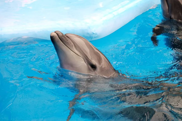 Roztomilý delfín v dolphinarium — Stock fotografie