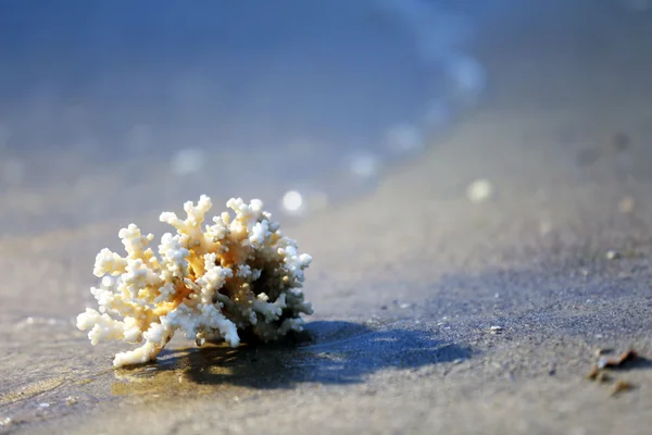 Кораллы на берегу моря — стоковое фото