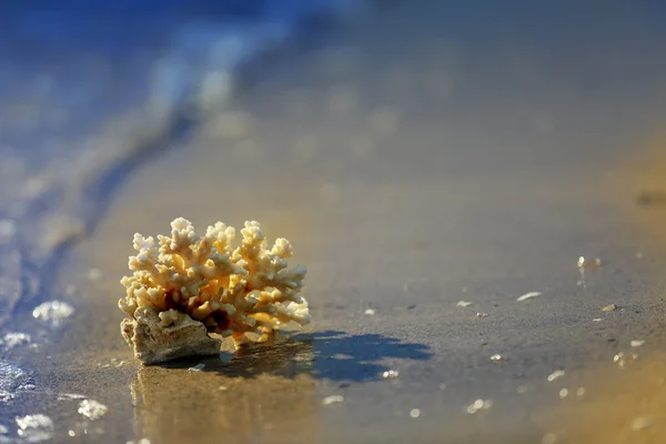 Кораллы на песчаном побережье — стоковое фото